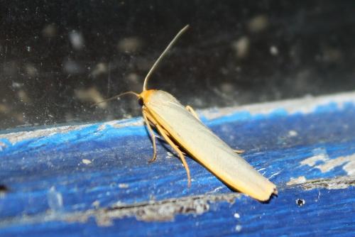 Eilema complana